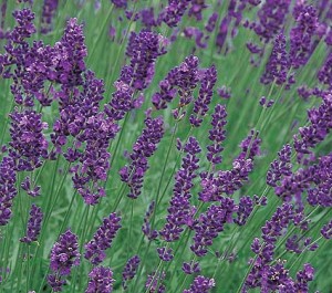 Lavender Repels Mosquitoes Naturally