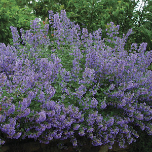 Catmint Attract Butterflies Repel Mosquitoes