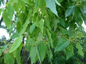 Eucalyptus Tree Repels Mosquitoes