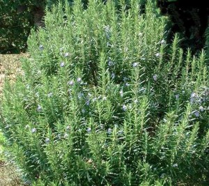 Rosemary Plant Naturally Repels Mosquitoes From Pond