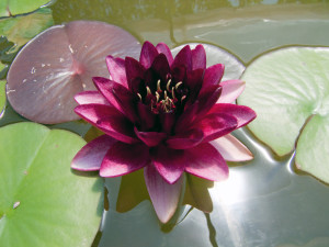 Almost Black Water Lily