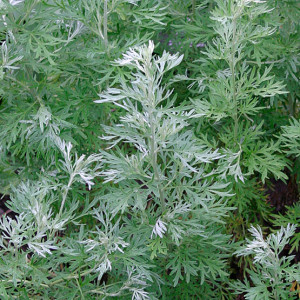 Wormwood Naturally Repel Bugs From Garden Areas