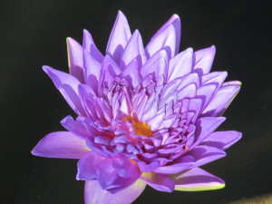 Dignity Purple Water Lily