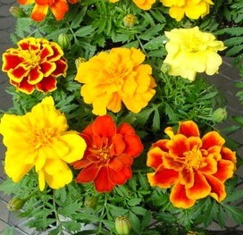 Marigolds Naturally Repel Mosquitoes From Yard