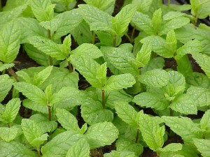 Mint Repels Mosquitoes Naturally